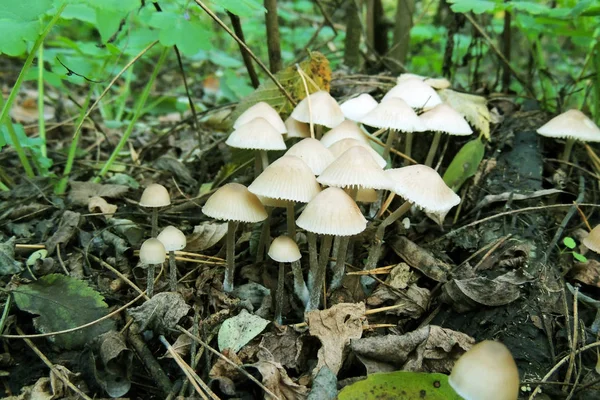 Närbild Grupp Färgglada Död Caps Rött Och Vitt Med Grönt — Stockfoto