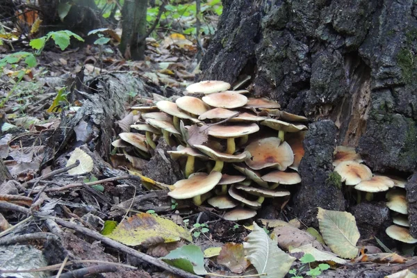 Närbild Grupp Färgglada Död Caps Rött Och Vitt Med Grönt — Stockfoto