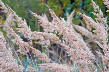 Esen rüzgar gün batımında Altın ışık, arka plan üzerinde yatay, bulanık deniz plaj kuru ot, sazlık, seçici yumuşak odak takip ediyor,