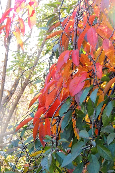 Yellow Leaves Autumn Sunny Morning Blue Sky Background — Stock Photo, Image