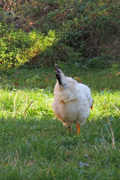 Pollo Blanco Caminando Patio Pueblo —  Fotos de Stock