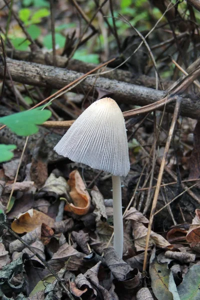 Närbild Grupp Färgglada Död Caps Rött Och Vitt Med Grönt — Stockfoto