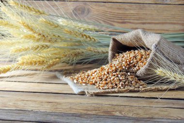 Buğday ve buğday spikelets taneleri. Üstten Görünüm