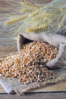 Buğday ve buğday spikelets taneleri. Üstten Görünüm