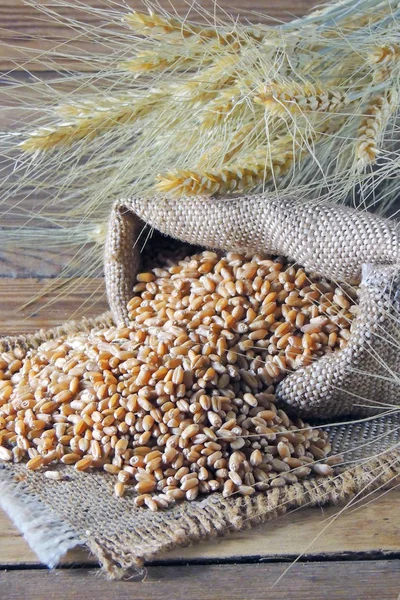 Grains of wheat and wheat spikelets. Top view