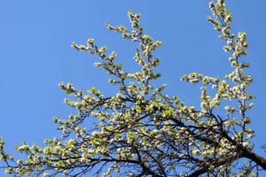 Genç kestane ağaç çevre açık mavi gökyüzü karşı erken ilkbaharda görülen yaprak.