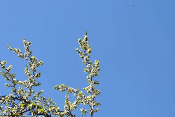 Young Chestnut Tree Leaves Seen Early Spring Clear Blue Sky — Stock Photo, Image