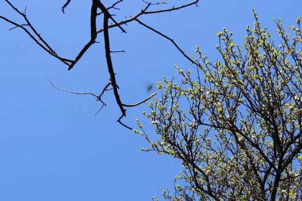 Young Chestnut Tree Leaves Seen Early Spring Clear Blue Sky — Stock Photo, Image