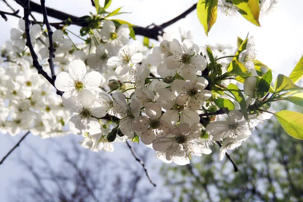 Jeunes Feuilles Châtaignier Vues Début Printemps Contre Ciel Bleu Presque — Photo