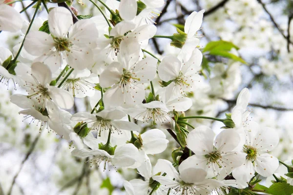 Jeunes Feuilles Châtaignier Vues Début Printemps Contre Ciel Bleu Presque — Photo