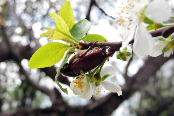 Young Chestnut Tree Leaves Seen Early Spring Clear Blue Sky — Stock Photo, Image