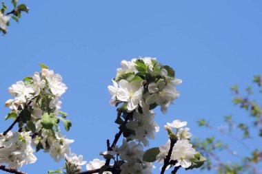 Genç kestane ağaç çevre açık mavi gökyüzü karşı erken ilkbaharda görülen yaprak.