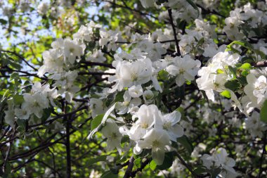 Genç kestane ağaç çevre açık mavi gökyüzü karşı erken ilkbaharda görülen yaprak.