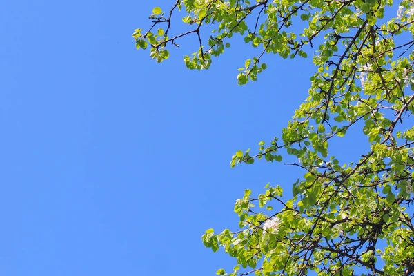 Young Chestnut Tree Leaves Seen Early Spring Clear Blue Sky — Stock Photo, Image
