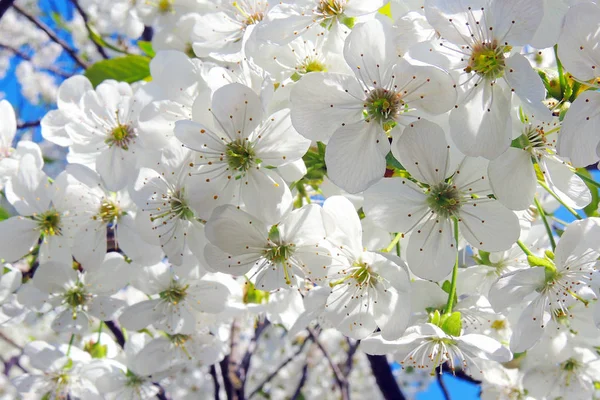 Young Chestnut Tree Leaves Seen Early Spring Clear Blue Sky — Stock Photo, Image