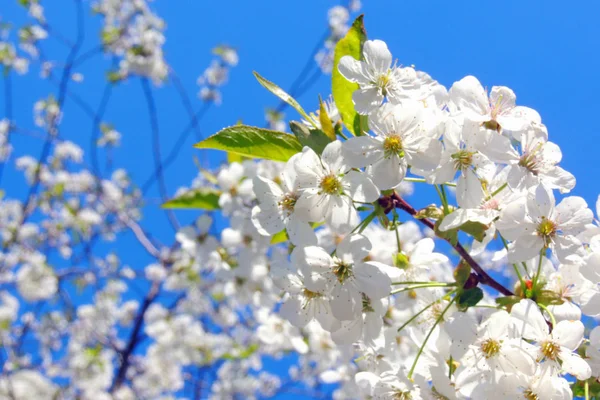 Jeunes Feuilles Châtaignier Vues Début Printemps Contre Ciel Bleu Presque — Photo