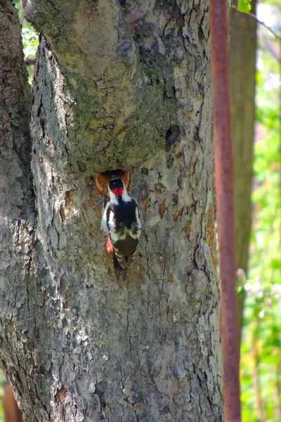 Specht auf einem Baum — Stockfoto