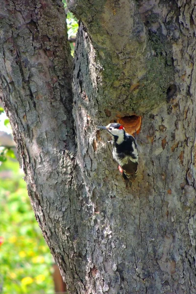 木の上のキツツキ — ストック写真