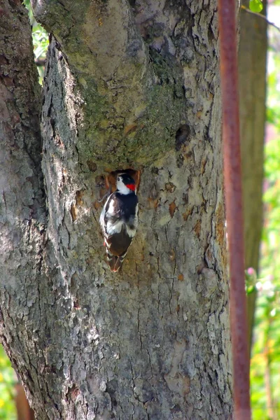 Pájaro carpintero en un árbol — Foto de Stock