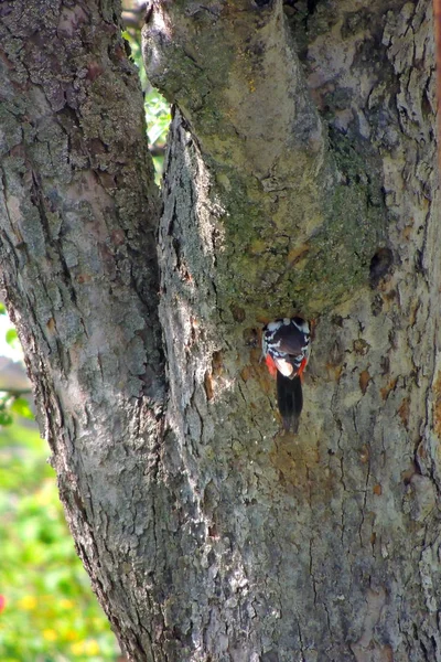 Specht auf einem Baum — Stockfoto