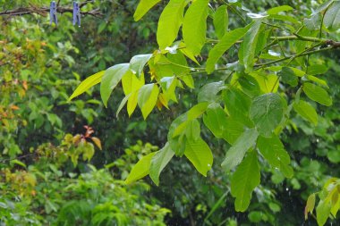 ceviz yaprakları geliyor