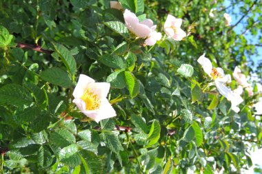 Bir gül goncası üzerinde yağmur damlaları