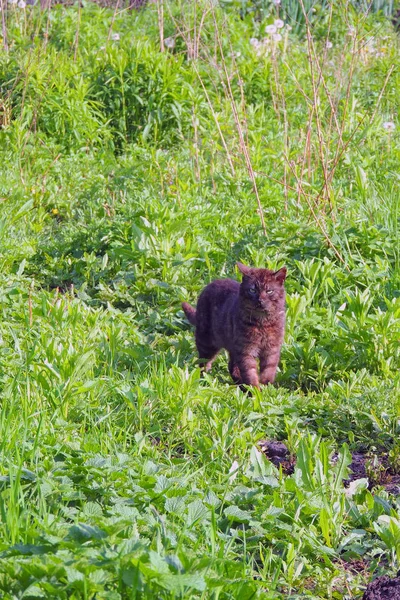 녹색 풀밭에 고양이 — 스톡 사진