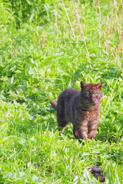 Katze auf einer grünen Wiese — Stockfoto