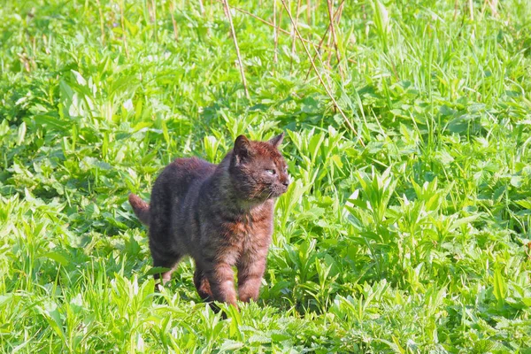 Katze auf einer grünen Wiese — Stockfoto