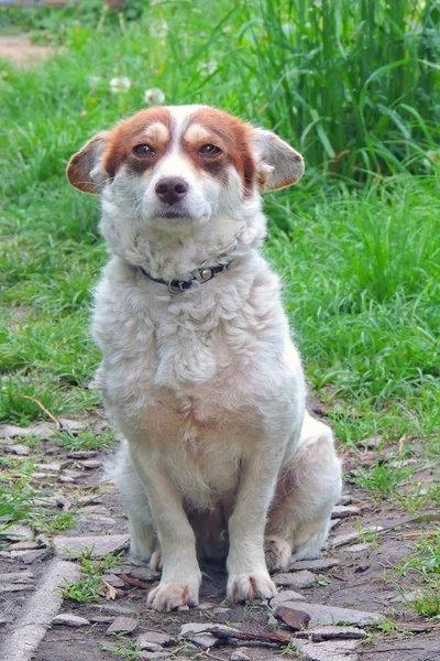 Hund aus nächster Nähe — Stockfoto