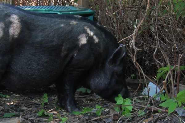 Вьетнамская свинья. Blacpig k mini — стоковое фото