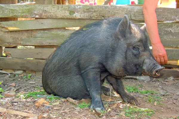 Вьетнамская свинья. Blacpig k mini — стоковое фото