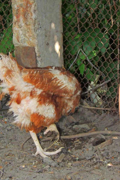 Weißes Huhn. Dorf — Stockfoto