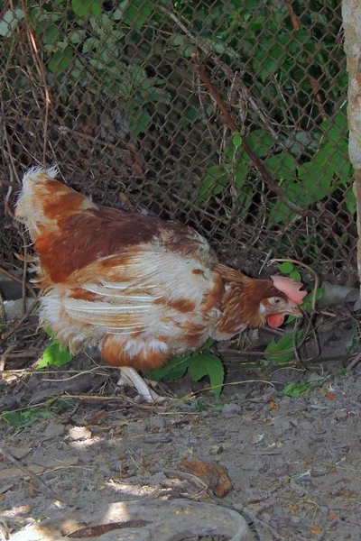 Weißes Huhn. Dorf — Stockfoto