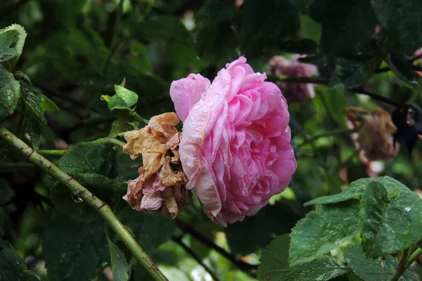 Krople deszczu na rosebud — Zdjęcie stockowe