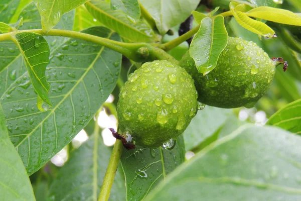 Albero di noce. noce verde — Foto Stock