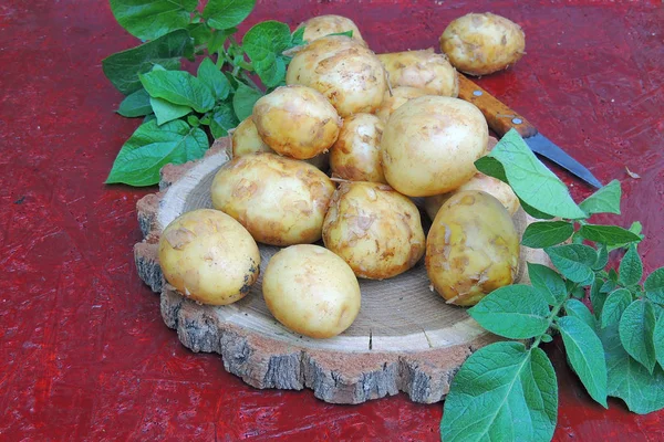 Молода сира картопля крупним планом — стокове фото