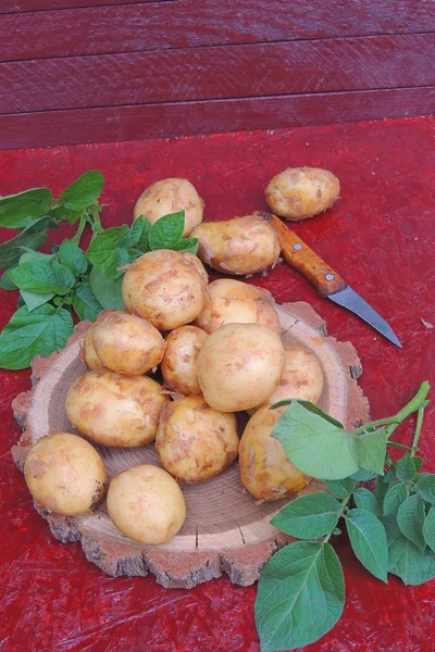 Patate crude giovani da vicino — Foto Stock