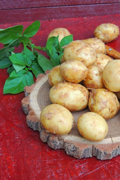 Batatas cruas jovens perto — Fotografia de Stock