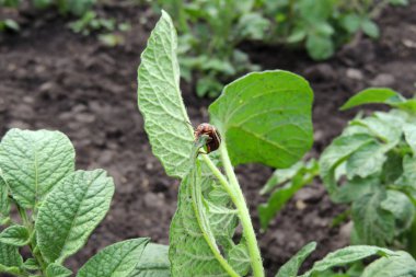 Colorado Patates böceği