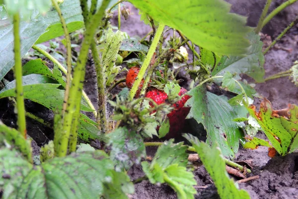 Fresas maduras en el jardín —  Fotos de Stock