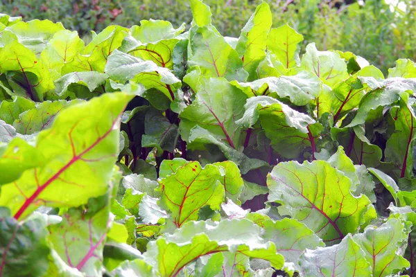 Cama de jardín de remolacha — Foto de Stock