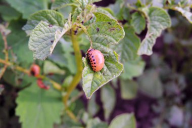 Colorado Patates böceği