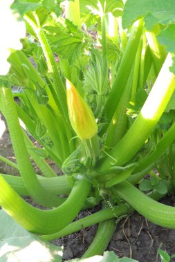 bahçede squash