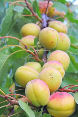 Ağaçta kayısılar