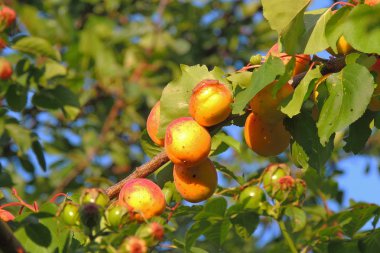 Ağaçta kayısılar