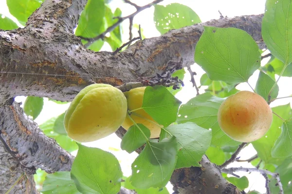 Albaricoques en el árbol —  Fotos de Stock