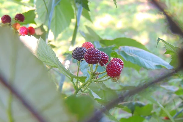 Blackberry sur un buisson — Photo