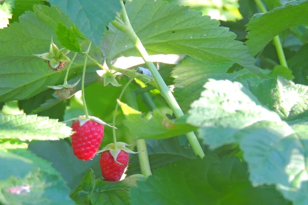 Framboise dans la forêt — Photo