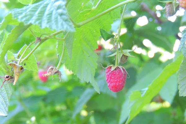 Framboise dans la forêt — Photo